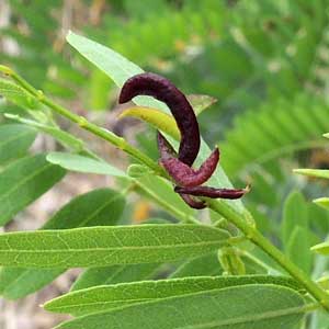 Leaf galls on Kidneywood, Eysenhardtia orthocarpa, photo © by Michael Plagens