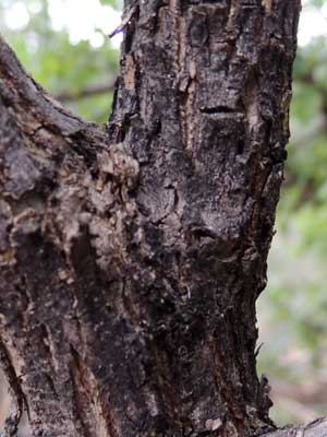 Trunk and bark of Kidneywood, Eysenhardtia orthocarpa, photo © by Michael Plagens