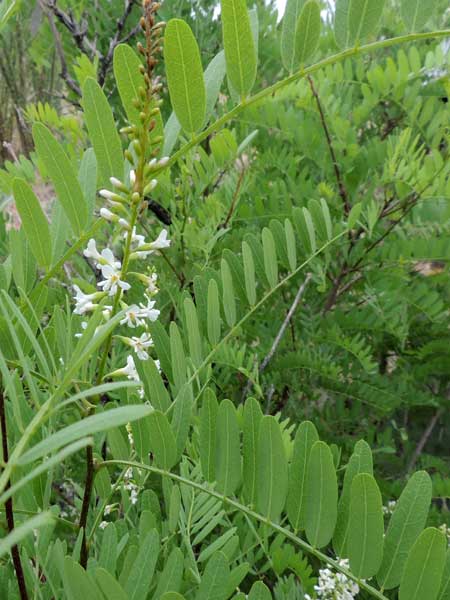 Kidneywood, Eysenhardtia orthocarpa, photo © by Michael Plagens