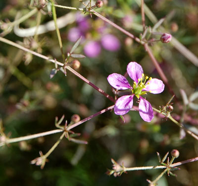 Clawed Petals