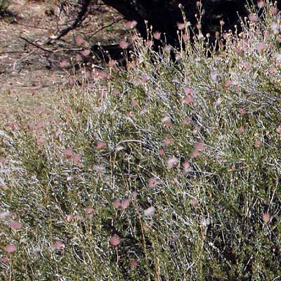 habit of Apache Plume, Fallugia paradoxa, photo © by Michael Plagens