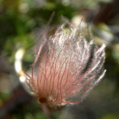 Apache Plume, Fallugia paradoxa, photo © by Michael Plagens