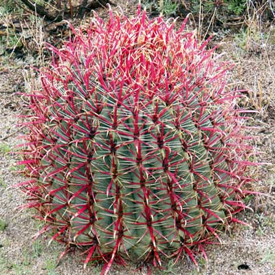 Ferocactus cylindraceus photo © by Michael Plagens