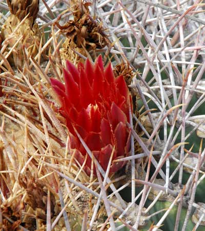 Coville's Barrel Cactus, Ferocactus emoryi, photo © by Michael Plagens