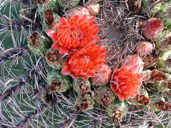 Fishhook Barrel Cactus, Ferocactus wislizenii, photo by Mike Plagens