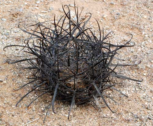 skeleton of spines remainining after the flesh of the cactus has rotted away