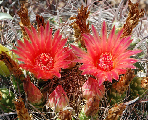 Fishhook Barrel Cactus, Ferocactus wislizenii, photo by Mike Plagens