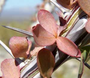 Ocotillo, Fouquieria splendens, fall colors appear twice yearly © by Michael Plagens