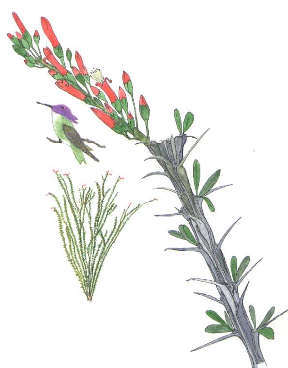 The Ocotillo, Fouquieria splendens, watercolor © by Michael Plagens