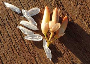 seeds and capsules of Fouquieria splendens, photo © by Michael Plagens