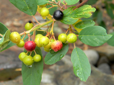 ripening berries of California Buckthorn, Frangula californica, photo © by Michael Plagens