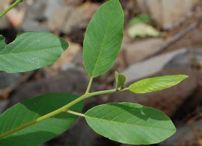 Leaves of California Buckthorn photo © by Michael Plagens