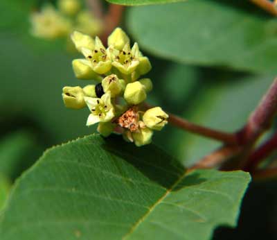 Flowers of California Buckthorn photo © by Michael Plagens