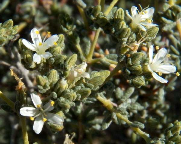 Palmer's Sea-Heath, Frankenia palmeri, photo © by Michael J. Plagens