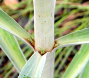 whorled stem leaves of Elk-weed, Frasera speciosa, photo © by Mike Plagens