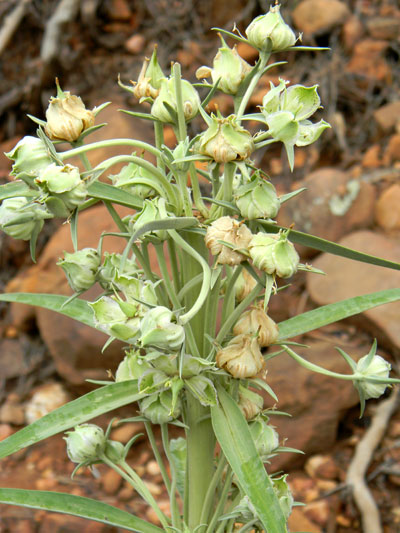 Elk-weed, Frasera speciosa, photo © by Mike Plagens