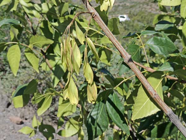 Single-leaf Ash, Fraxinus anomola, photo © by Michael Plagens