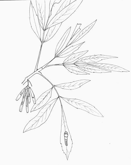 Fraxinus veutina pen & ink sketch © by Michael Plagens