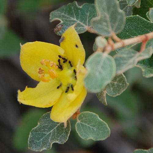 Flannel Bush, Fremontodendron californicum, photo © by Mike Plagens