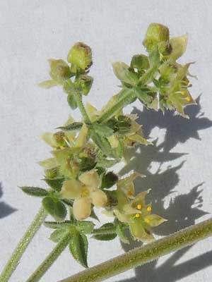 leaves and flowers of Galium stellatum