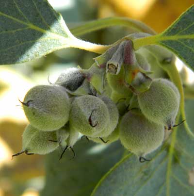 nearly mature fruit of Ashy Silktassel, Garrya flavescens, photo © by Mike Plagens