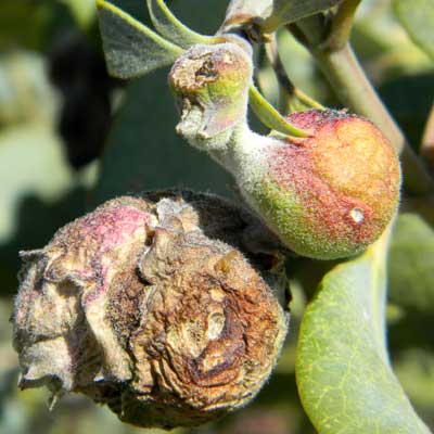 shoot gall caused by an insect larva on Ashy Silktassel, Garrya flavescens, photo © by Mike Plagens