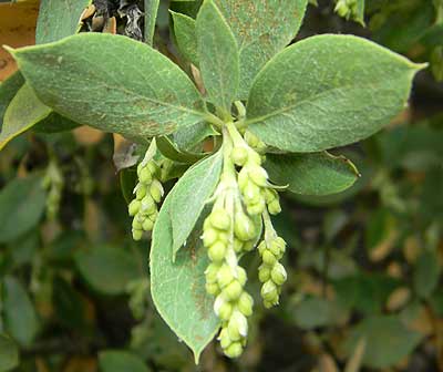 Ashy Silktassel, Garrya flavescens, photo © by Mike Plagens