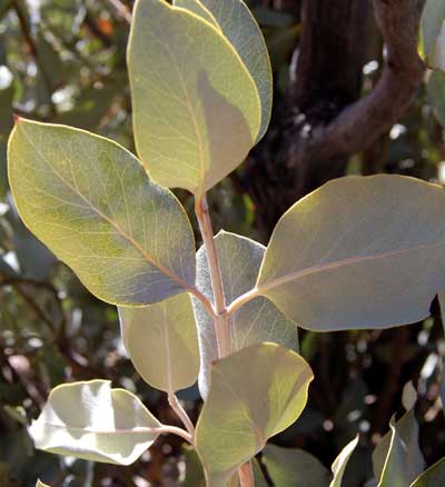 Ashy Silktassel, Garrya flavescens, photo © by Mike Plagens