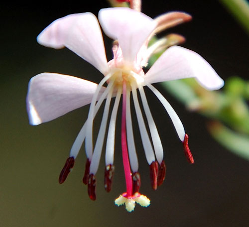 Harlequinbush, Gaura hexandra, photo © by Mike Plagens