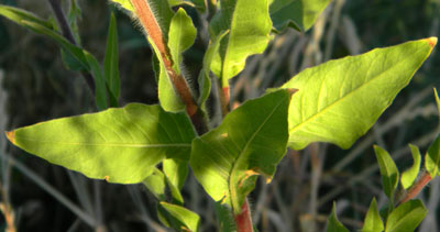 leaves of Velvetweed, Gaura mollis, photo © Michael Plagens