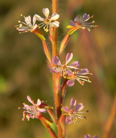 Velvetweed, Gaura mollis, photo © Michael Plagens