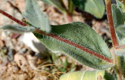 Leaf and stem of Desert Sunflower, Geraea canescens, photo © by Michael Plagens