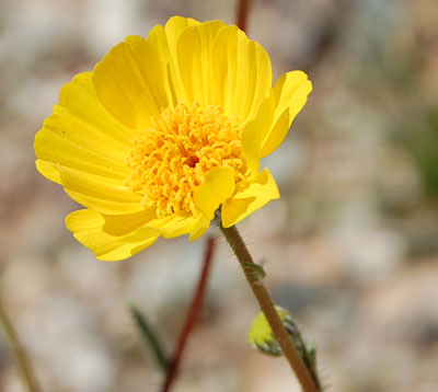 Desert Sunflower, Geraea canescens, photo © by Michael Plagens