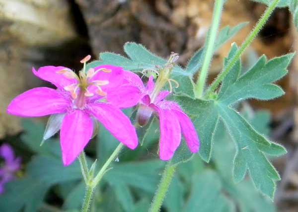 Piney-woods Gerenium, Geranium caespitosum, photo © by Michael Plagens