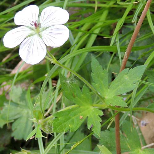 Geranium richardsonii photo © by Mike Plagens