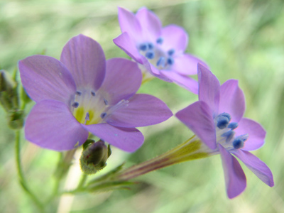 Gilia flavocincta, photo © by Laurie Nessel