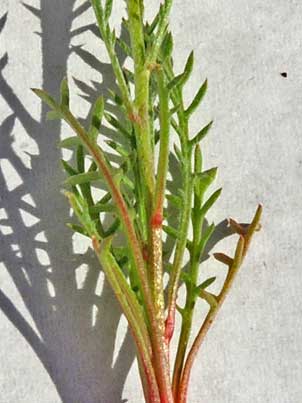 basal leaves of Gilia flavocincta