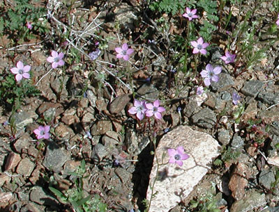 Gilia flavocincta, photo © by Mike Plagens