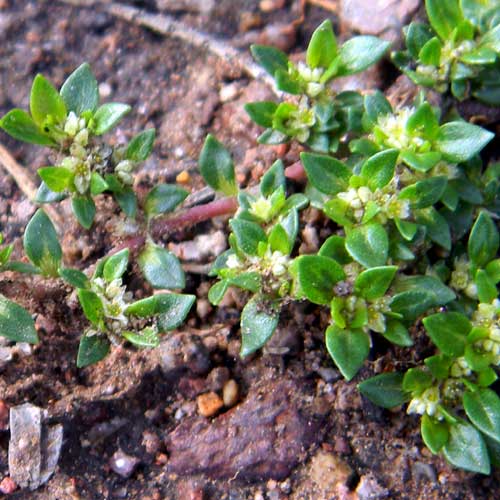 Small Matweed, © by Michael Plagens