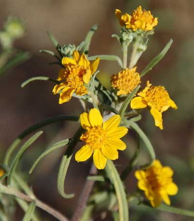 Heliomeris longifolia © by Michael Plagens