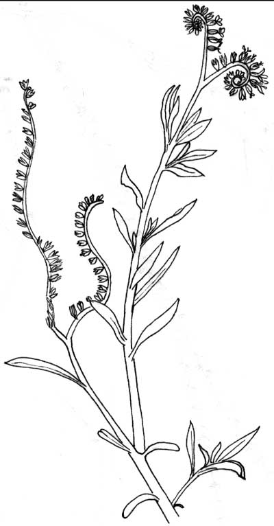 Heliotropium pen & Ink illustration © Mike Plagens