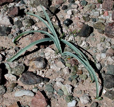 desert lily undulata sonoran leaves years adequate moisture appear grow ground above january they