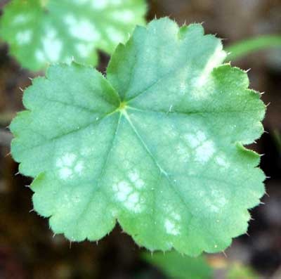 Coralbells, Heuchera sanguinea, © by Michael Plagens