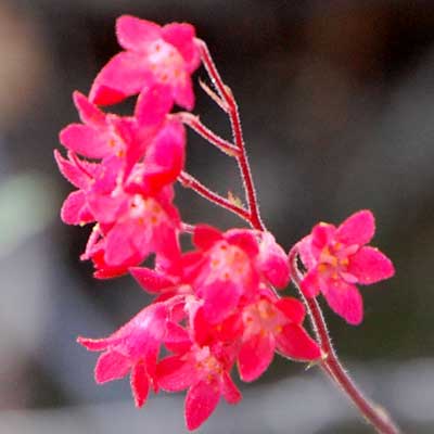 Coralbells, Heuchera sanguinea, © by Michael Plagens