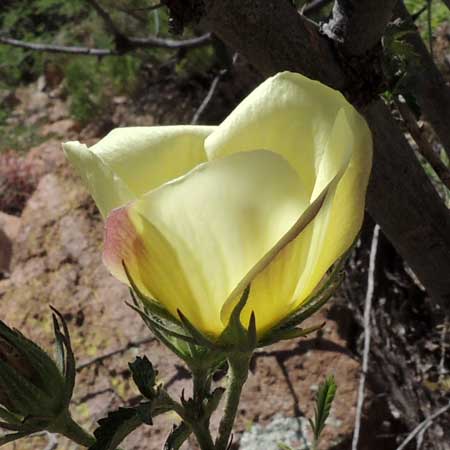 Photo of, Desert Rose mallow, Hibiscus coulteri flower © by Michael Plagens