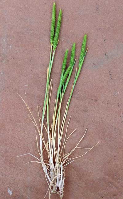 Little Barley, Hordeum pusillum, image © by Michael Plagens