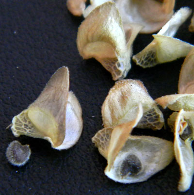 schizocarps and seeds of Yellow Felt Plant, Horsfordia newberryi, photo © by Michael J. Plagens