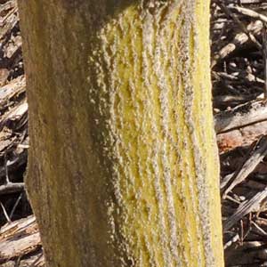 Yellow Felt Plant, Horsfordia newberryi, stem and bark photo © by Michael J. Plagens