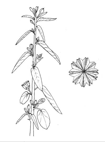 Yellow Felt Plant, Horsfordia newberryi, Pen & Ink Illustration © by Michael J. Plagens