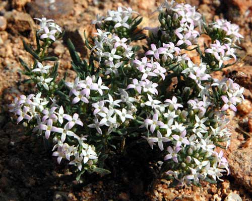 Pygmy Bluet, Houstonia wrightii, photo © by Michael Plagens